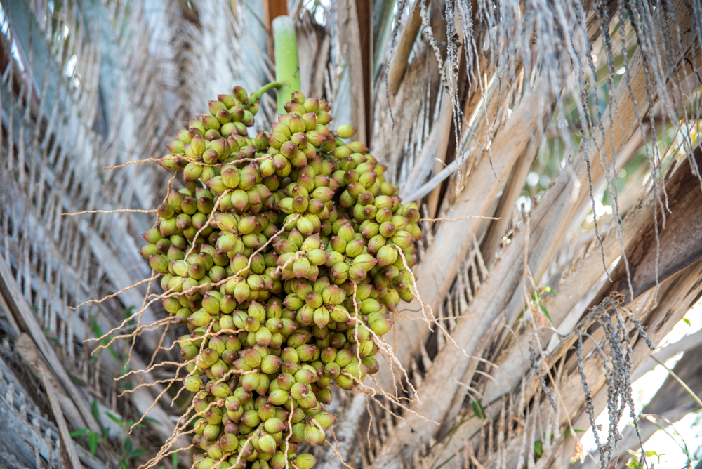 Do Sertão ao prato: ingredientes únicos do interior da Bahia