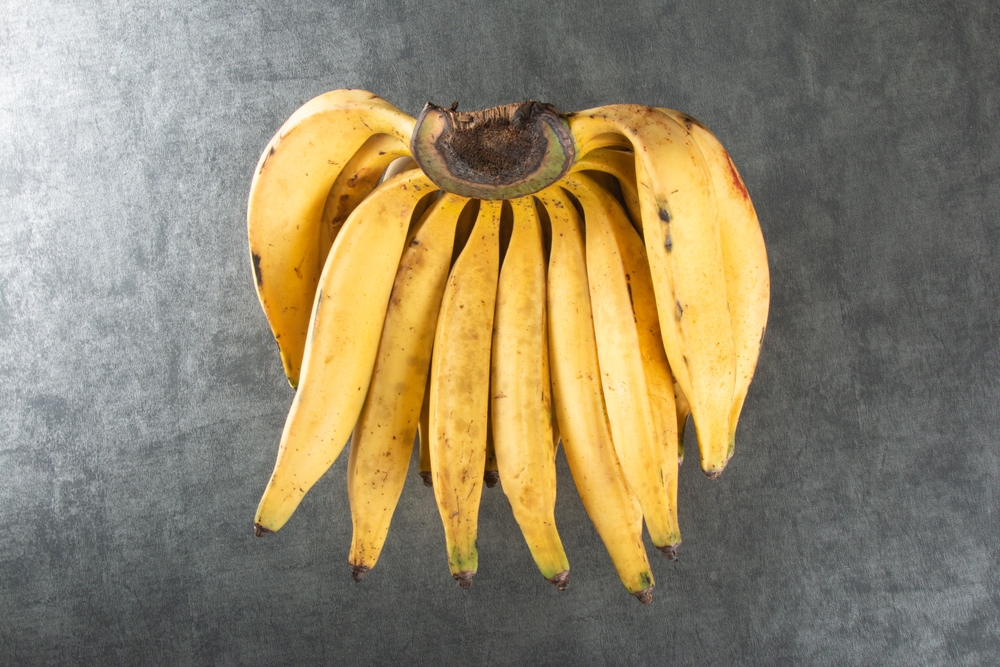 Banana da terra é uma preferência para o paladar baiano